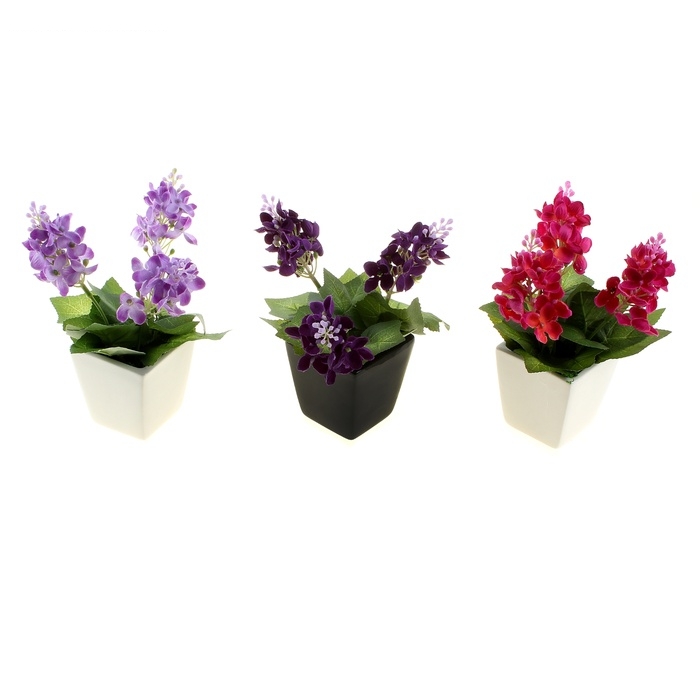 Композиция в горшочке дельфиниум 20*8 см