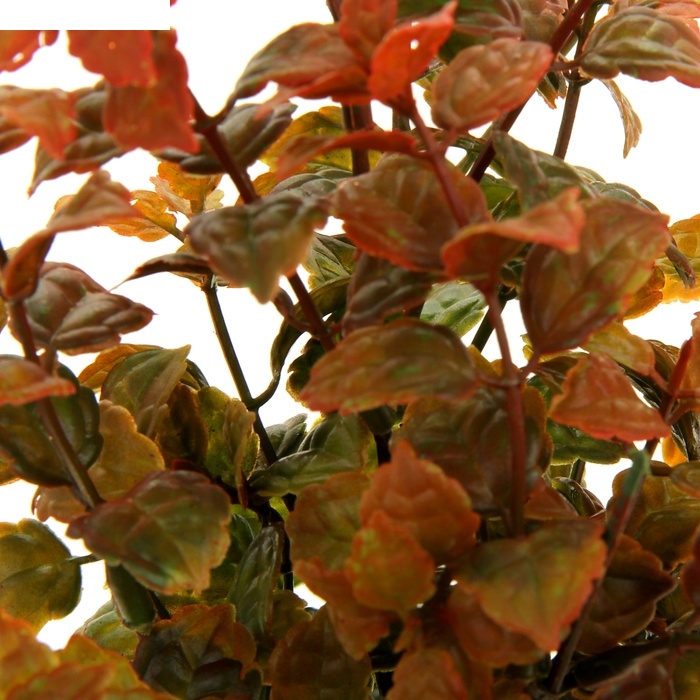 Букет травка мульти 36 см цвет микс