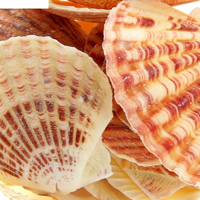 Ракушки Pecten Makaserensis 100 гр.